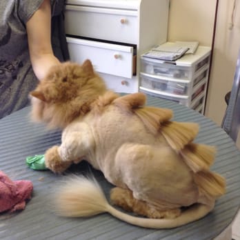 Cat Cuts - It's a dinasaur! - Pet Groomers Near Me - St. Albert, Alberta