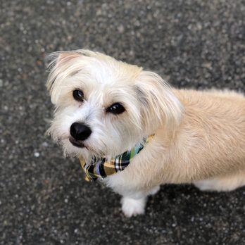 Paw Zone Mobile - Exactly the cut I asked for - Pet Groomers Near Me - San Rafael, California Paw Zone Mobile - Exactly the cut I asked for - Pet Groomers Near Me - San Rafael, California