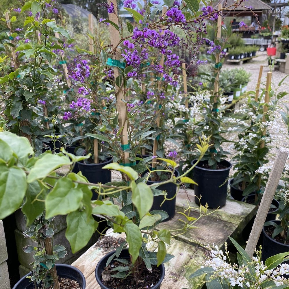 Seaside Gardens - Nurseries & Gardening Near Me - Carpinteria, California