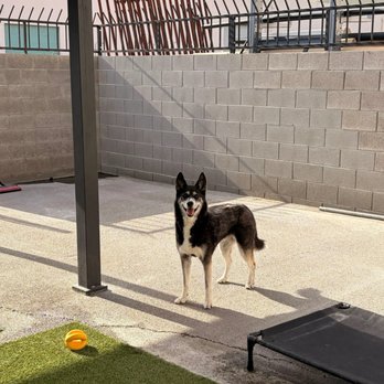 Furry Pet Resorts - Pet Boarding Near Me - Las Vegas, Nevada Furry Pet Resorts - Pet Boarding Near Me - Las Vegas, Nevada