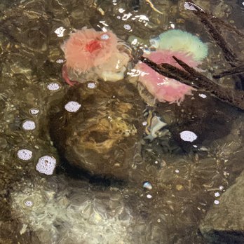 Ocean World - The tide pool for touching - Aquariums Near Me - Crescent City, California