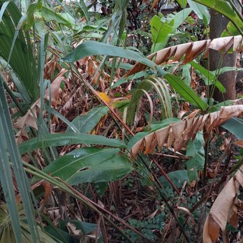 All About Trees Tree Service - A mess. Didnt clean out - Tree Services Near Me - Fort Lauderdale, Florida All About Trees Tree Service - A mess. Didnt clean out - Tree Services Near Me - Fort Lauderdale, Florida