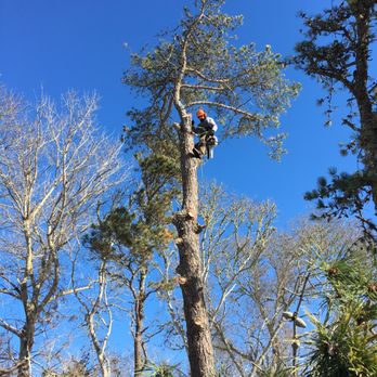 Holbrook House Farm - Pine tree removal by Holbrook farms tree climber. - Tree Services Near Me - Yarmouth, Massachusetts Holbrook House Farm - Pine tree removal by Holbrook farms tree climber. - Tree Services Near Me - Yarmouth, Massachusetts