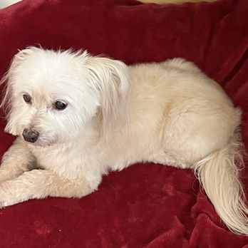 Wag-N-Tails - Pet Groomers Near Me - Las Vegas, Nevada