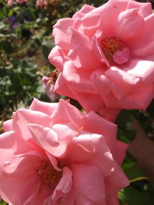 Rose Garden at Victory Park by null