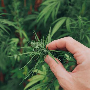 Higher Yields Cannabis - Business Consulting Near Me - Denver, Colorado Higher Yields Cannabis - Business Consulting Near Me - Denver, Colorado