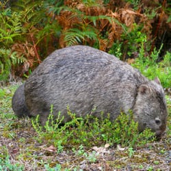 Hill Wildlife Reserve