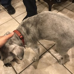 Coronado Pet Shoppe - After 1