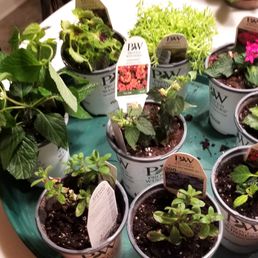 These are definitely not the plants they promote for their retail sales on their video tours.
