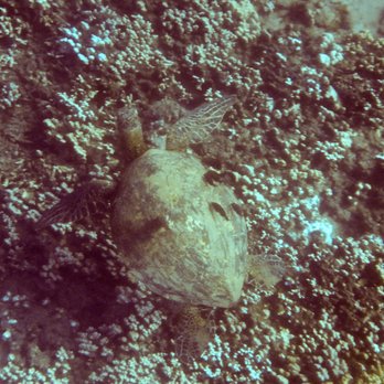 Maui Kayaks - turtle below! - Rafting/Kayaking Near Me Maui Kayaks - turtle below! - Rafting/Kayaking Near Me