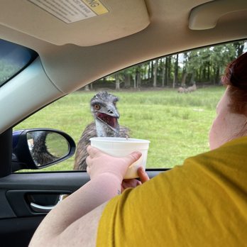 Alabama Safari Park - She was a little scared lol - Zoos Near Me - Hope Hull, Alabama