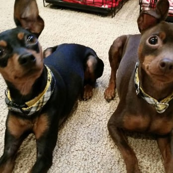Stone Hollow Dog Training - Charlie & Coco are excited to go to the kennel this weekend! - Pet Training Near Me - Cascade, Iowa Stone Hollow Dog Training - Charlie & Coco are excited to go to the kennel this weekend! - Pet Training Near Me - Cascade, Iowa