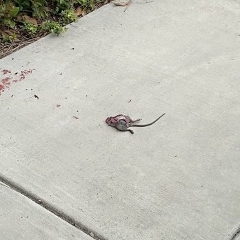 Prominence Apartment Complex - Dead rat near parking - Apartments Near Me - San Marcos, California Prominence Apartment Complex - Dead rat near parking - Apartments Near Me - San Marcos, California