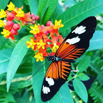 Butterfly Pavilion - Museums Near Me - Westminster, Colorado Butterfly Pavilion - Museums Near Me - Westminster, Colorado