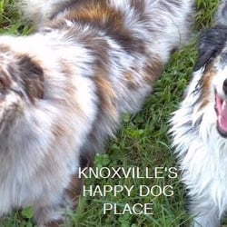 Meadowbrooke Kennel - The country kennel minutes away from downtown Knoxville!