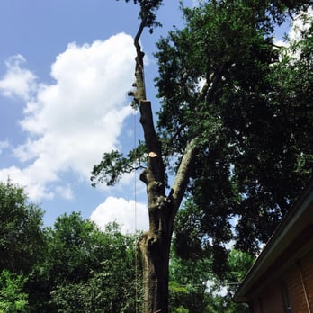 Valerio's Tree Service and More - Nothing can stop us from bringing a tree down - Tree Services Near Me Valerio's Tree Service and More - Nothing can stop us from bringing a tree down - Tree Services Near Me
