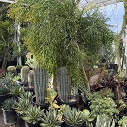 Upland Nursery