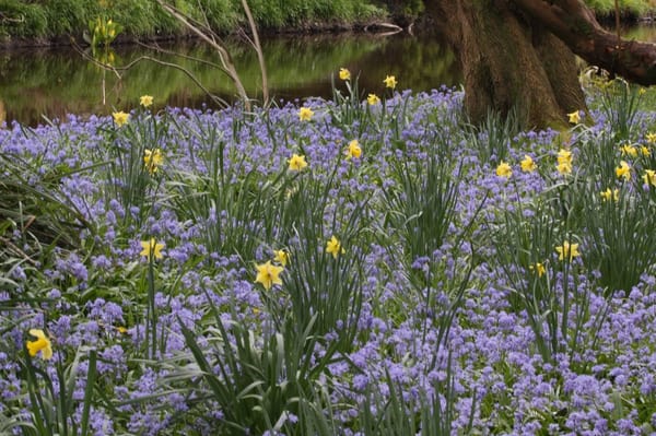 Mount Usher Gardens by null