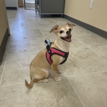 Paws & Co - Hazel's fresh cut - Smooth out hair cut style - Pet Groomers Near Me - Covina, California