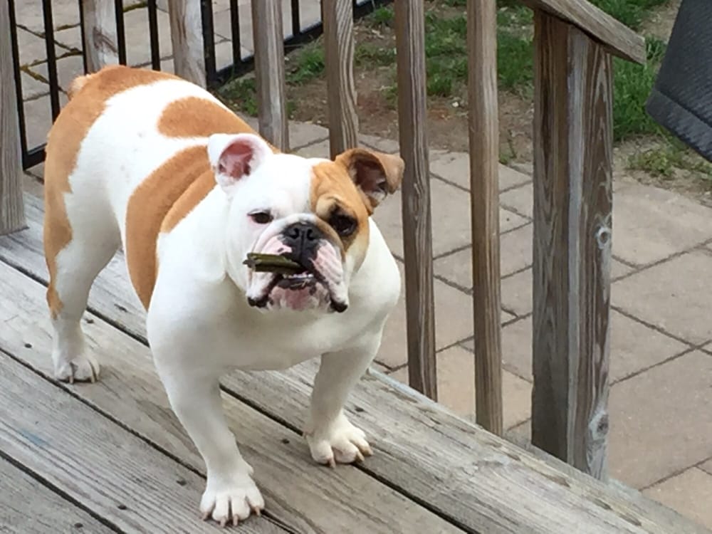 Slide of A Corelli & Son