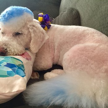 Pampered Paws - Pet Groomers Near Me - Carmichael, California Pampered Paws - Pet Groomers Near Me - Carmichael, California