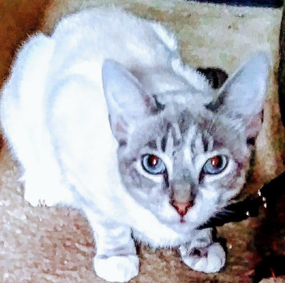 SWEET GRACE’S CAT RESCUE Updated October 2024 tucker, Animal Shelters Phone