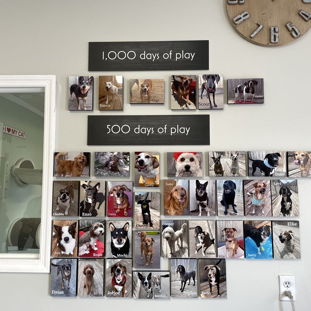 Pets R People 2 - Wall of Play... recognizing the furry long-time visitors! - Pet Sitting Near Me - Knoxville, Tennessee Pets R People 2 - Wall of Play... recognizing the furry long-time visitors! - Pet Sitting Near Me - Knoxville, Tennessee