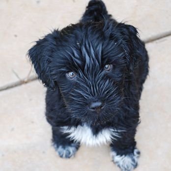 The PARC - Emergency Pet Hospital Near Me - Fort Worth, Texas The PARC - Emergency Pet Hospital Near Me - Fort Worth, Texas