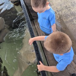 Children's Aquarium Dallas at Fair Park - Stingray touch tank