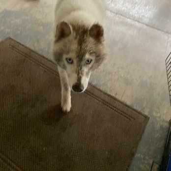 Pet Spaw - Proof how seriously dirty this naughty boi gets! - Pet Groomers Near Me - Glendora, California Pet Spaw - Proof how seriously dirty this naughty boi gets! - Pet Groomers Near Me - Glendora, California