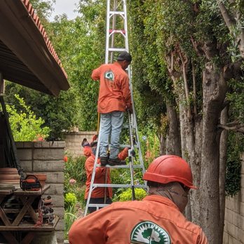 All About Trees - Part of the crew, trimming to shape - Tree Services Near Me - West Hills, California All About Trees - Part of the crew, trimming to shape - Tree Services Near Me - West Hills, California
