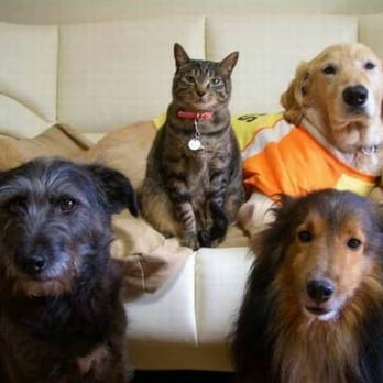 Paws for A Cause - Dog Walkers Near Me