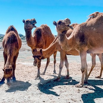 Oasis Camel Dairy - Attraction Farms Near Me - Ramona, California Oasis Camel Dairy - Attraction Farms Near Me - Ramona, California