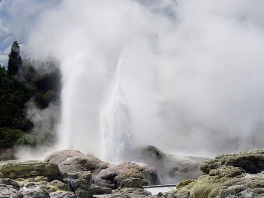 Te Puia - Rotorua, NZ by null