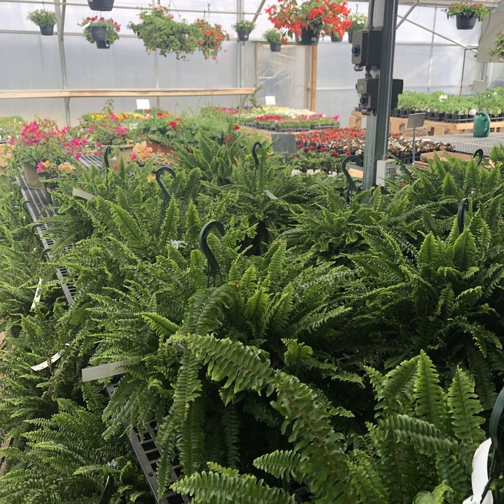 Sharum's Garden Center - Boston fern 13.99 - Landscape Architects or Designers Near Me - Springdale, Arkansas Sharum's Garden Center - Boston fern 13.99 - Landscape Architects or Designers Near Me - Springdale, Arkansas