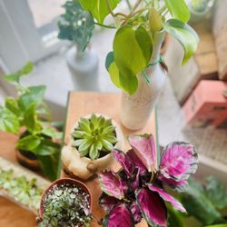 Planted Collective