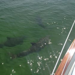 Sailing South Watersports - Dolphin sighting!