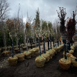 Rolling Hills Nursery