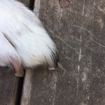 The Animal Keeper - Awful job on his nails and zero trim around his rear!!!! - Pet Training Near Me - Oceanside, California