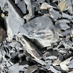 U-Dig Fossils - Trilobites in the rock