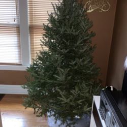 Superior Evergreens - 2020 tree
