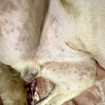 PetSmart - His sensitive areas flared with these skin rashes.. few places you can see straight lines which looks like clipper marks - Pet Stores Near Me - Rancho Cordova, California