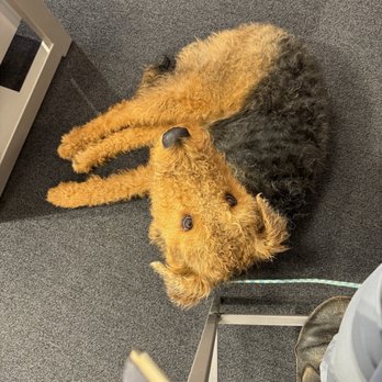 Verizon - The dog they helped. - Mobile Phones Near Me - Placerville, California Verizon - The dog they helped. - Mobile Phones Near Me - Placerville, California