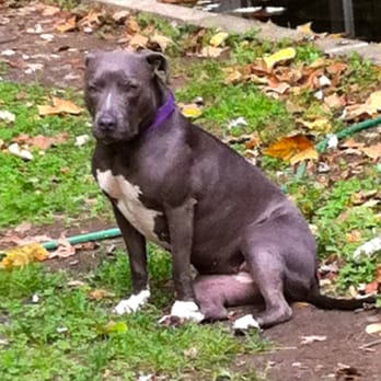 Dogs Around Town - Dog Walkers Near Me - Baltimore, Maryland Dogs Around Town - Dog Walkers Near Me - Baltimore, Maryland
