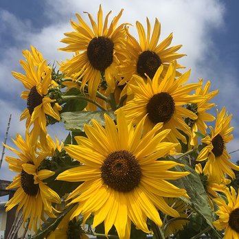 Island Seed & Feed - a cluster of sunflowers - Nurseries & Gardening Near Me - Goleta, California Island Seed & Feed - a cluster of sunflowers - Nurseries & Gardening Near Me - Goleta, California