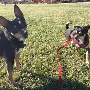 Keon K9 - Pet Training Near Me