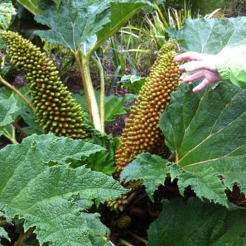 Connie Hansen Garden Conservancy - The plant that ate my wife. - Botanical Gardens Near Me - Lincoln City, Oregon