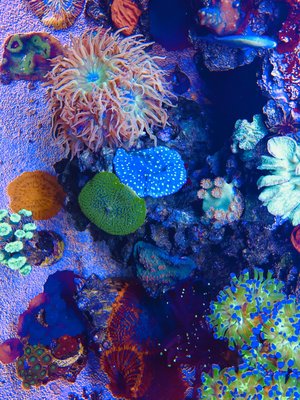 Aquarium residential maintenance and installation - When you need aquarium maintenance, who do you turn to? Our aquarium company is trusted by Perris, CA locals because of our knowledge, experience and passion for what we do. Our owner has always had a love for aquariums and now uses his experience to help others enjoy the beauty of both salt and fresh water life.
Not sure what to add to your new aquarium? Consult our owner today. You'll get recommendations, information and great service. Aquarium residential maintenance and installation - When you need aquarium maintenance, who do you turn to? Our aquarium company is trusted by Perris, CA locals because of our knowledge, experience and passion for what we do. Our owner has always had a love for aquariums and now uses his experience to help others enjoy the beauty of both salt and fresh water life.
Not sure what to add to your new aquarium? Consult our owner today. You'll get recommendations, information and great service.