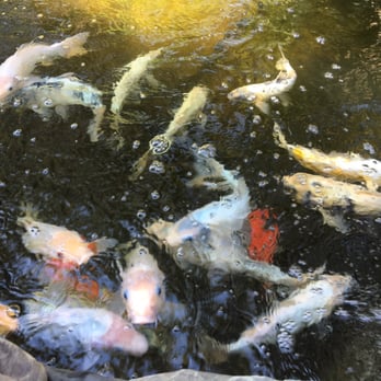 Kodama Koi Garden - Lovely kois - Local Fish Stores Near Me - Davie, Florida Kodama Koi Garden - Lovely kois - Local Fish Stores Near Me - Davie, Florida