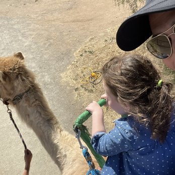 Oasis Camel Dairy - Camel riding - Attraction Farms Near Me - Ramona, California Oasis Camel Dairy - Camel riding - Attraction Farms Near Me - Ramona, California